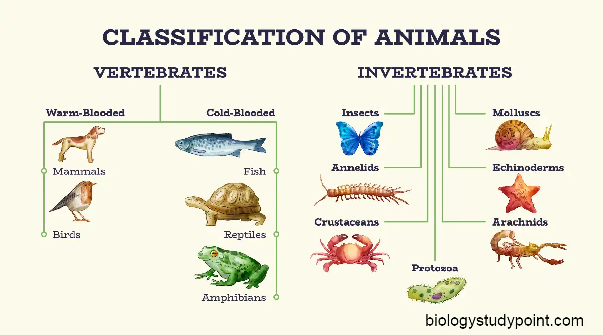 What is a taxonomy, classification