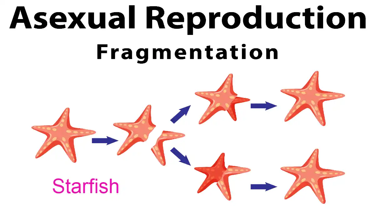 Asexual reproduction