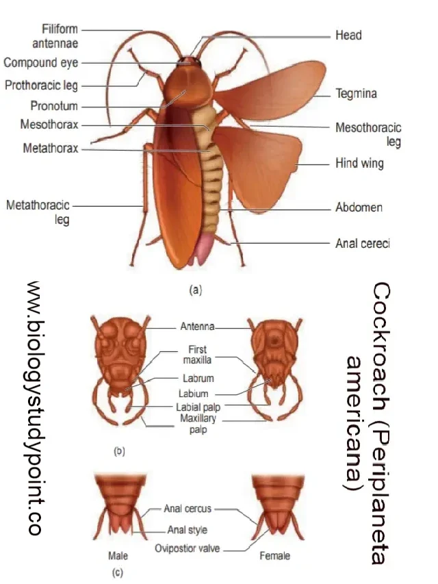 What is a cockroach? learn classification & morphology