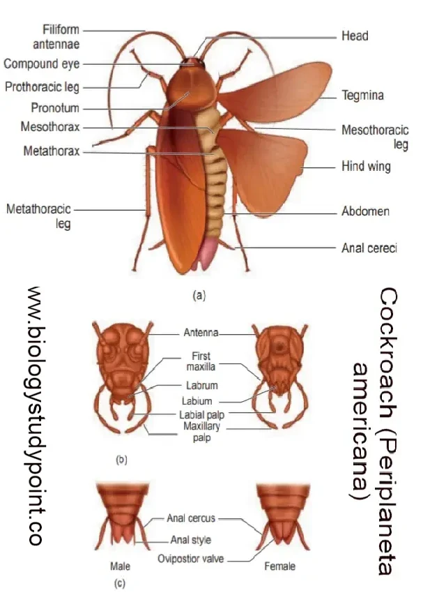 What is a cockroach? Learn classification & morphology