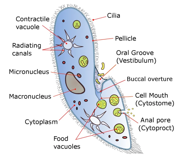 what is paramecium