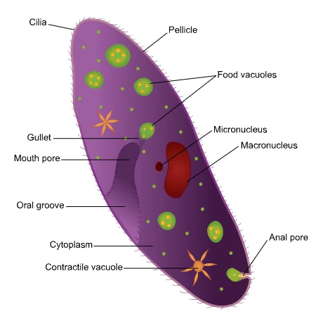 What is a Paramecium