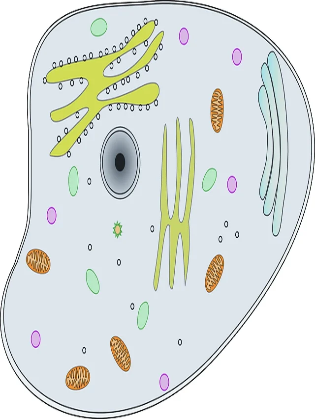 What is animal cell? Complete information about it.
