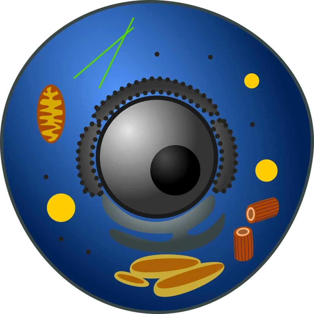 prokaryotic and Eukaryotic cells