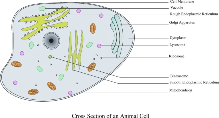 prokaryotic and Eukaryotic cells