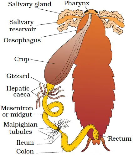 digestive system of cockroach 