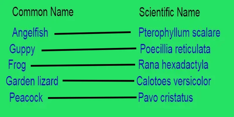 what is Binomial nomenclature