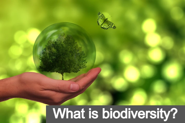 what is Biodiversity