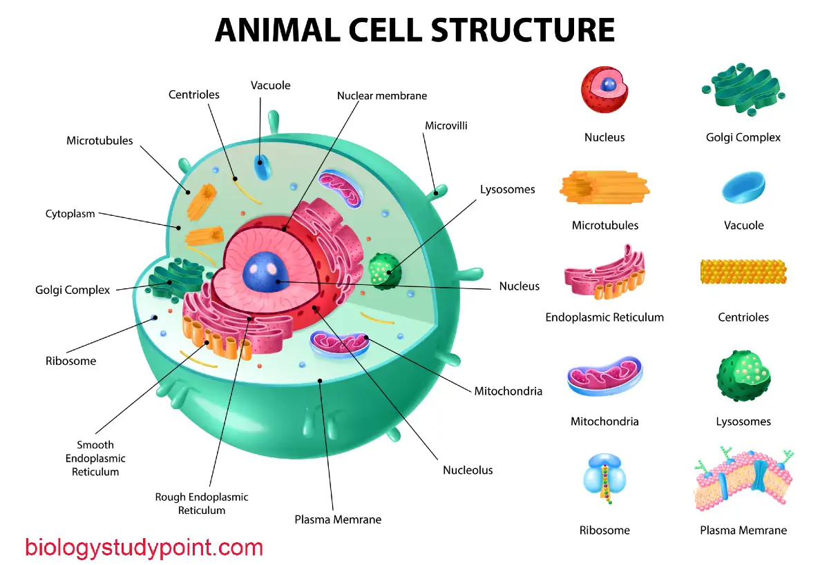 what is cell, protoplasm