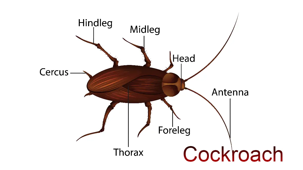 what is a cockroach