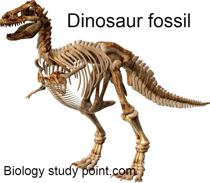 what is a fossil, dinosaur fossils