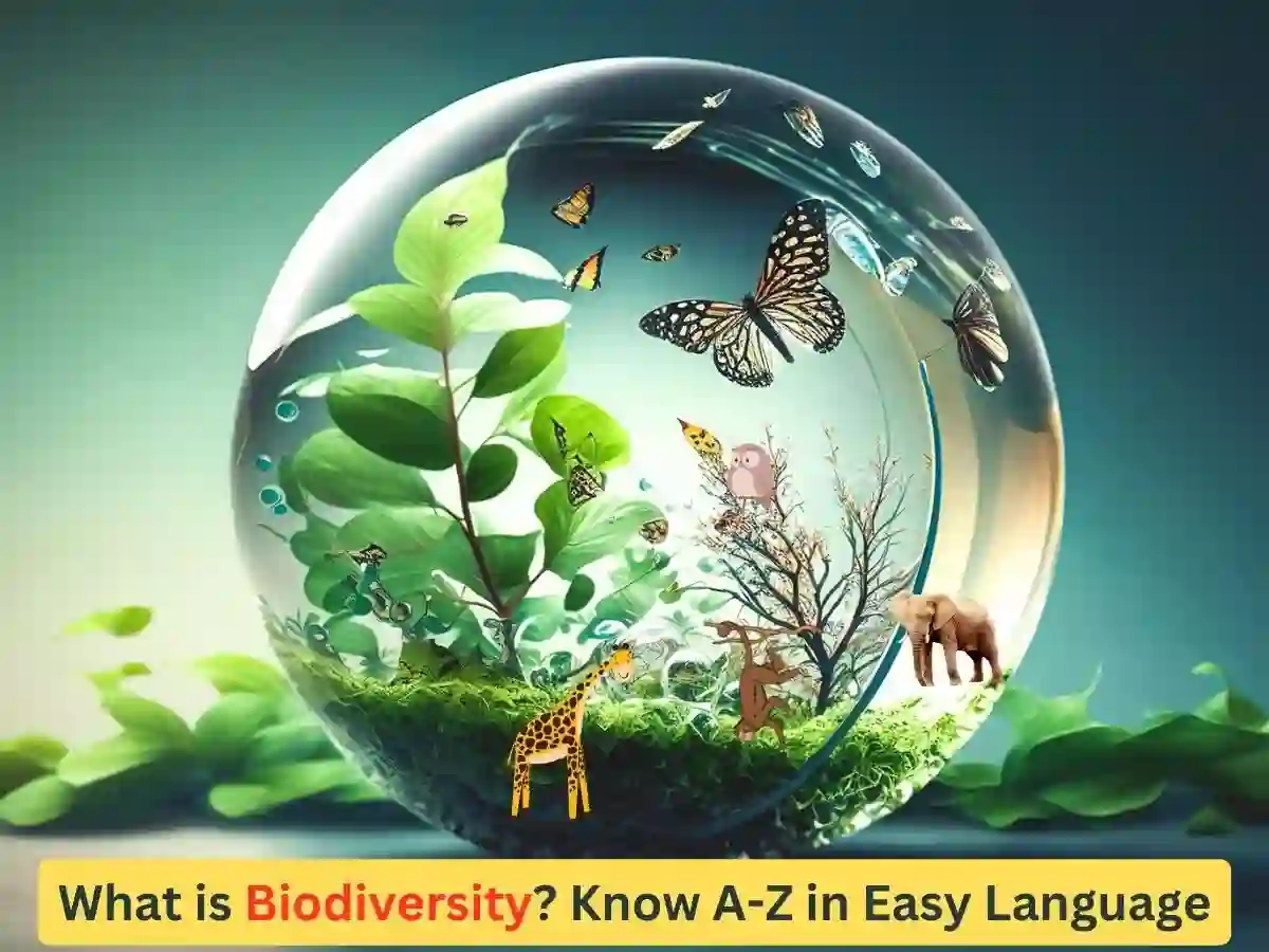what is biodiversity