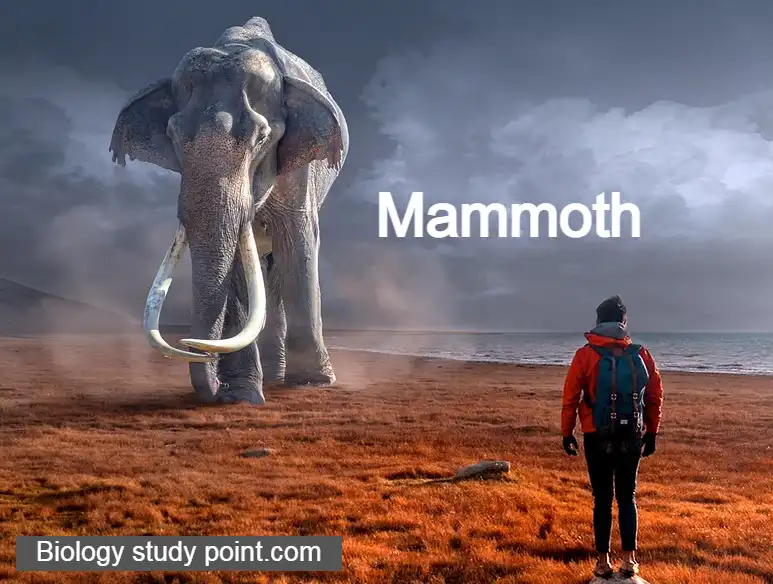what is a fossil?
