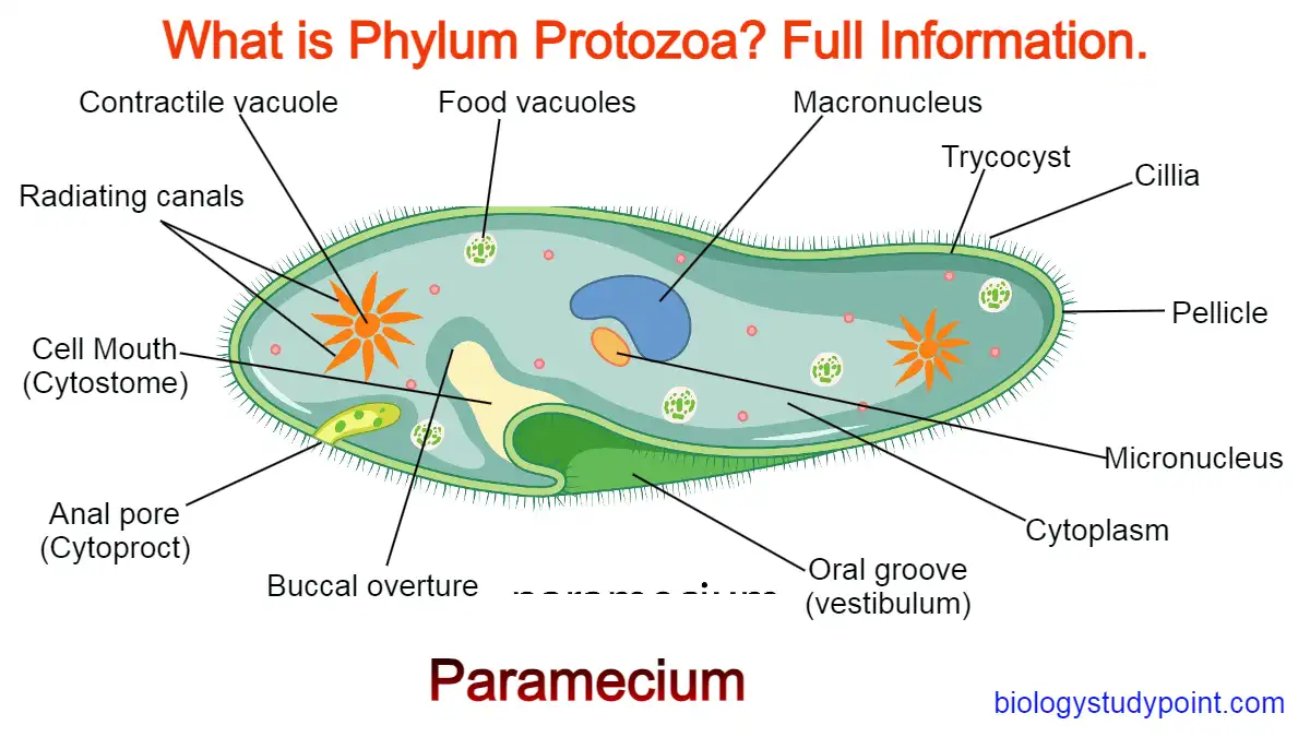 what is phylum protozoa, paramecium