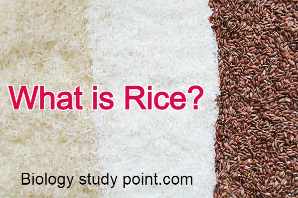 what is rice
