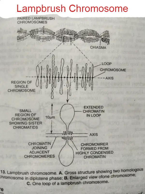 What is a chromosome