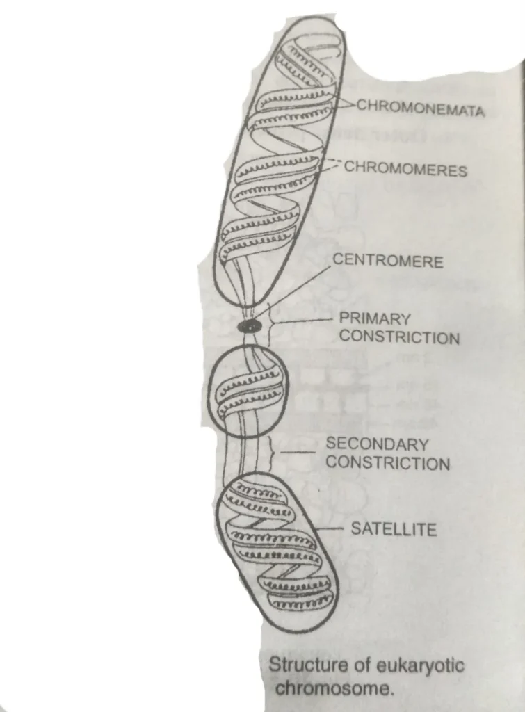 What is a chromosome