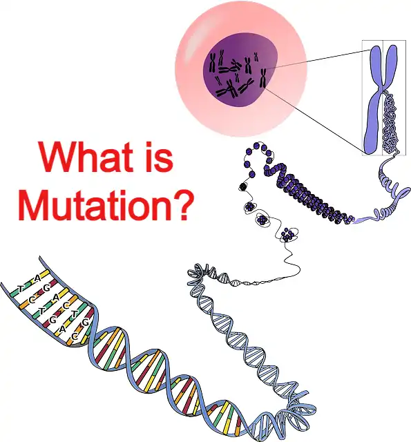 What is mutation