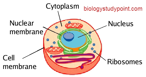 What is ribosome