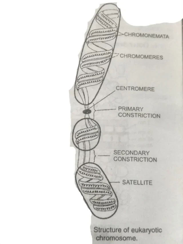 What is a Chromosome | Type, Discover, Functions, Structure