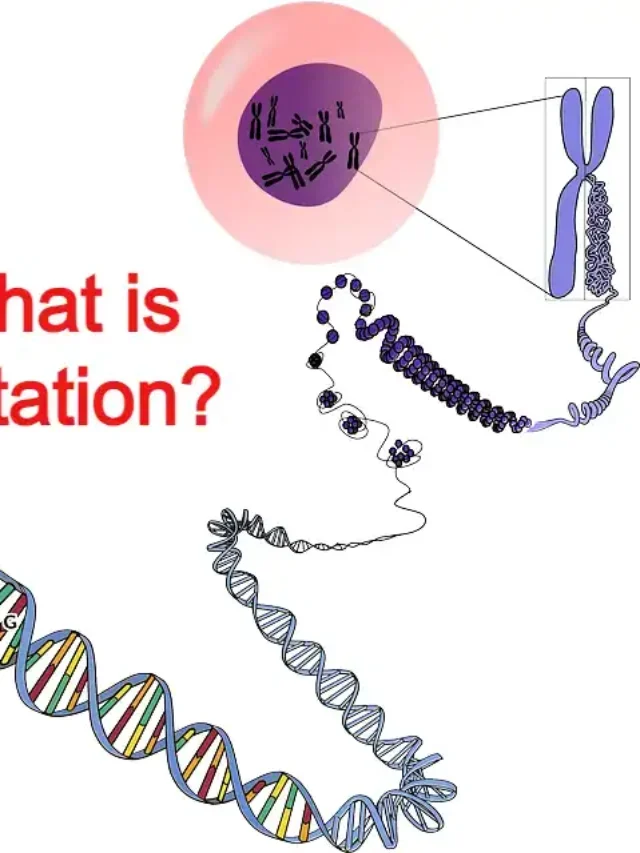 What is Mutation? Complete Information about it.