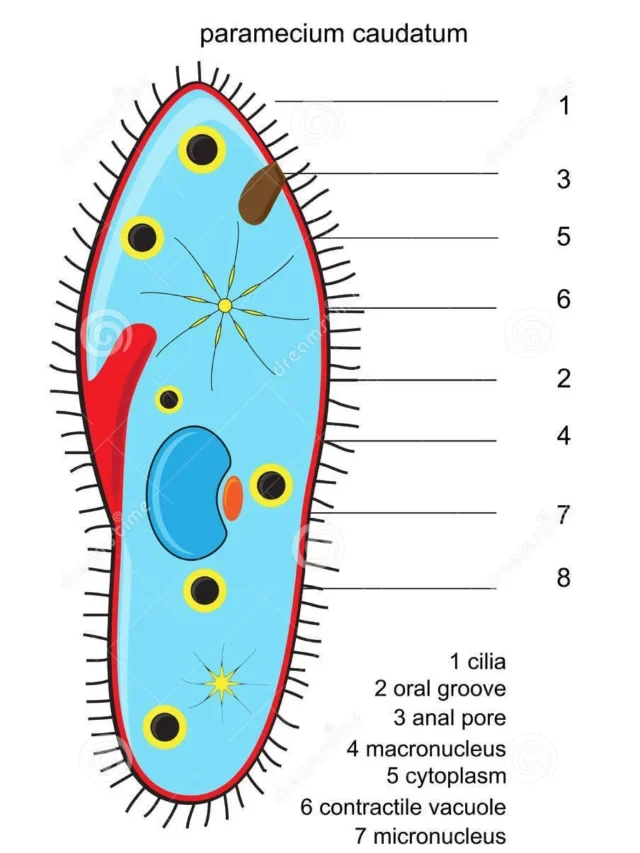 Paramecium, Classification, Structure, full information