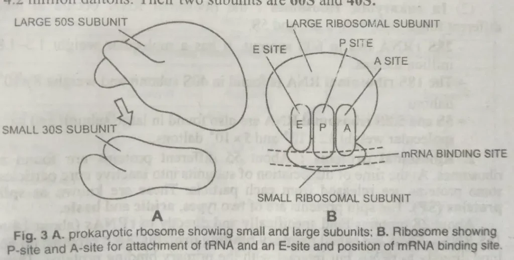 eukaryotic ribosome