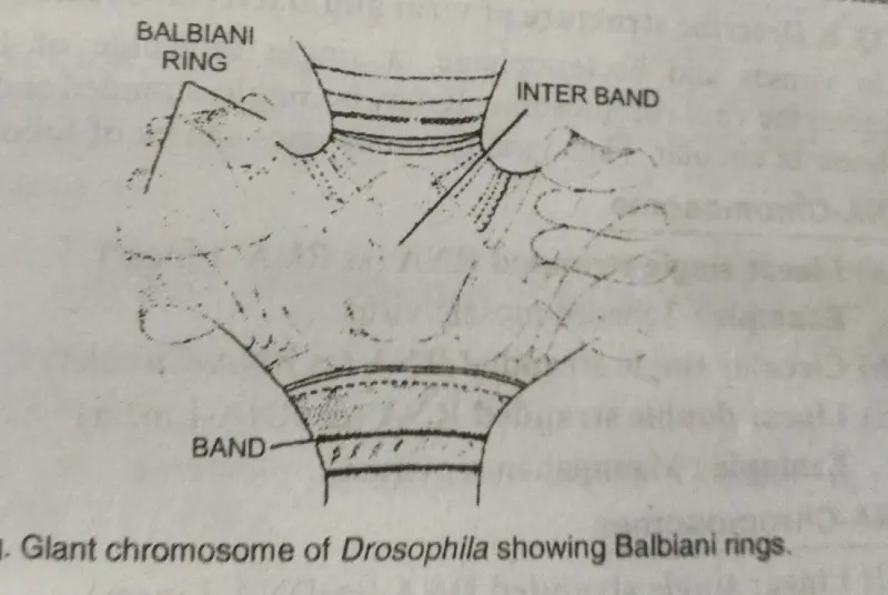 What is a chromosome