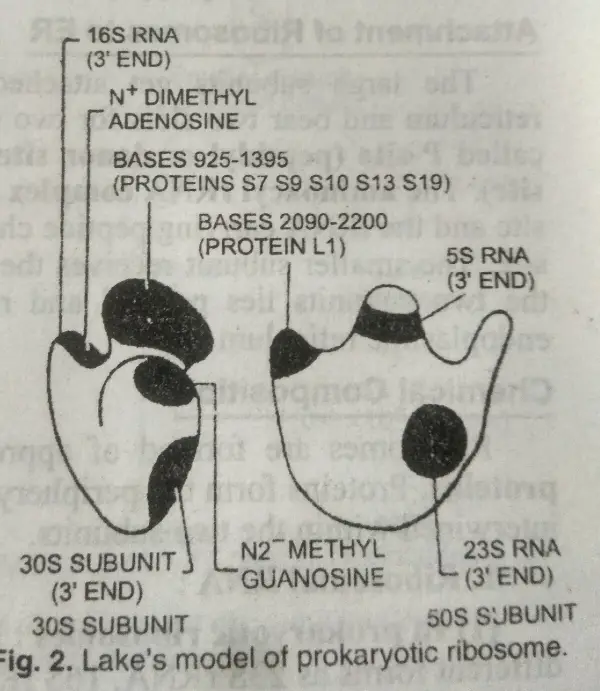 lakes-model-of-prokaryotic-ribosome