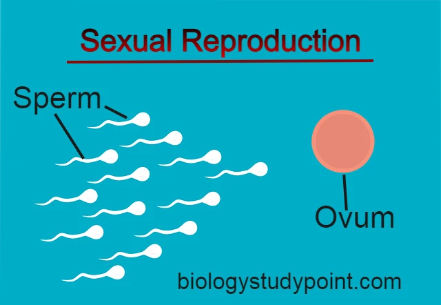 sexual reproduction