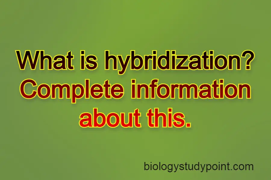 what is hybridization