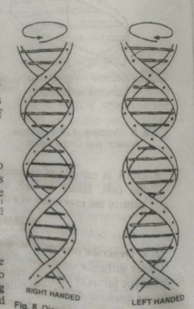 B and Z types of DNA, what is DNA