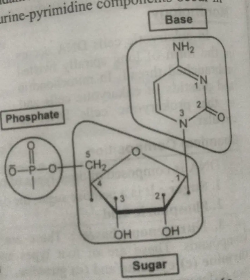 Composition of a nucleotide, what is DNA