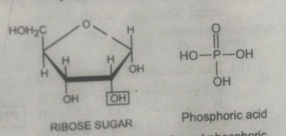 Deoxyribose molecule and phosphoric acid molecule, what is DNA