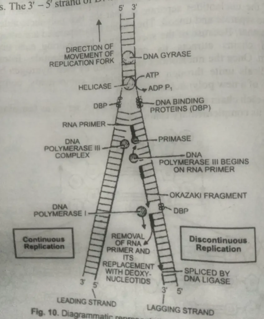 Discontinuous synthesis of DNA