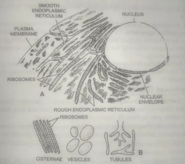 what is the endoplasmic reticulum 