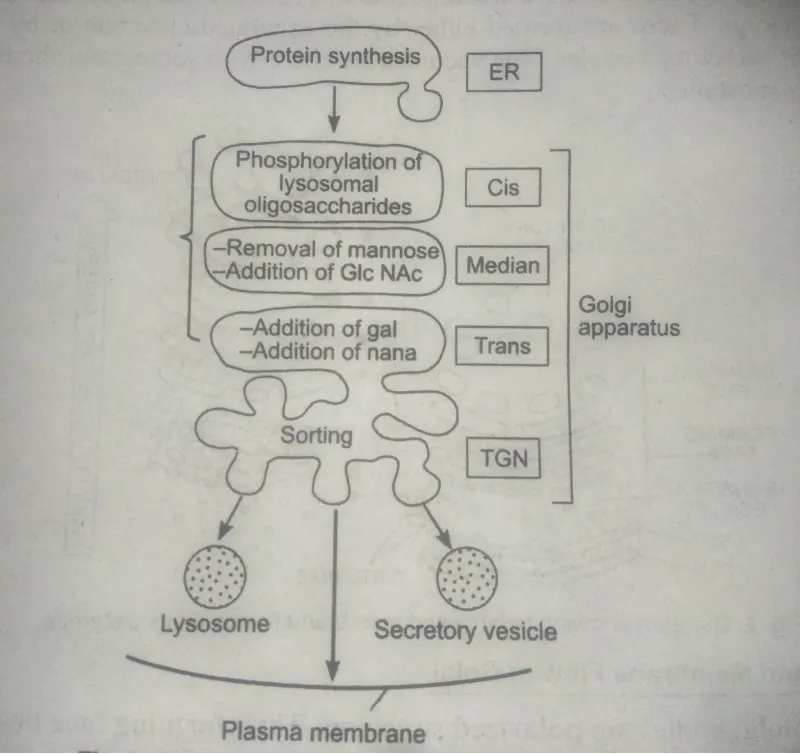 function of Golgi complex