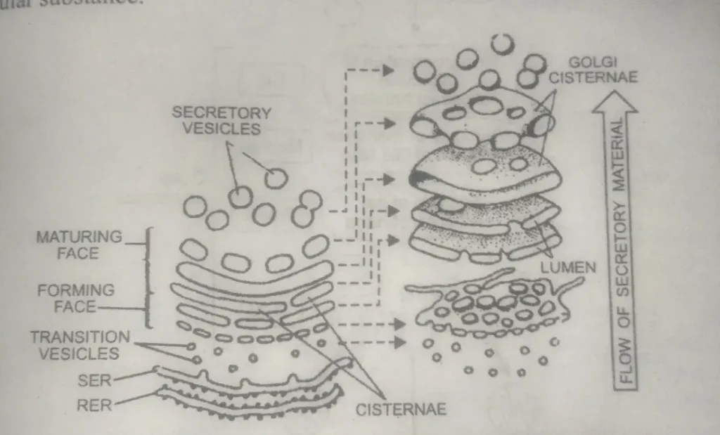 Golgi complex