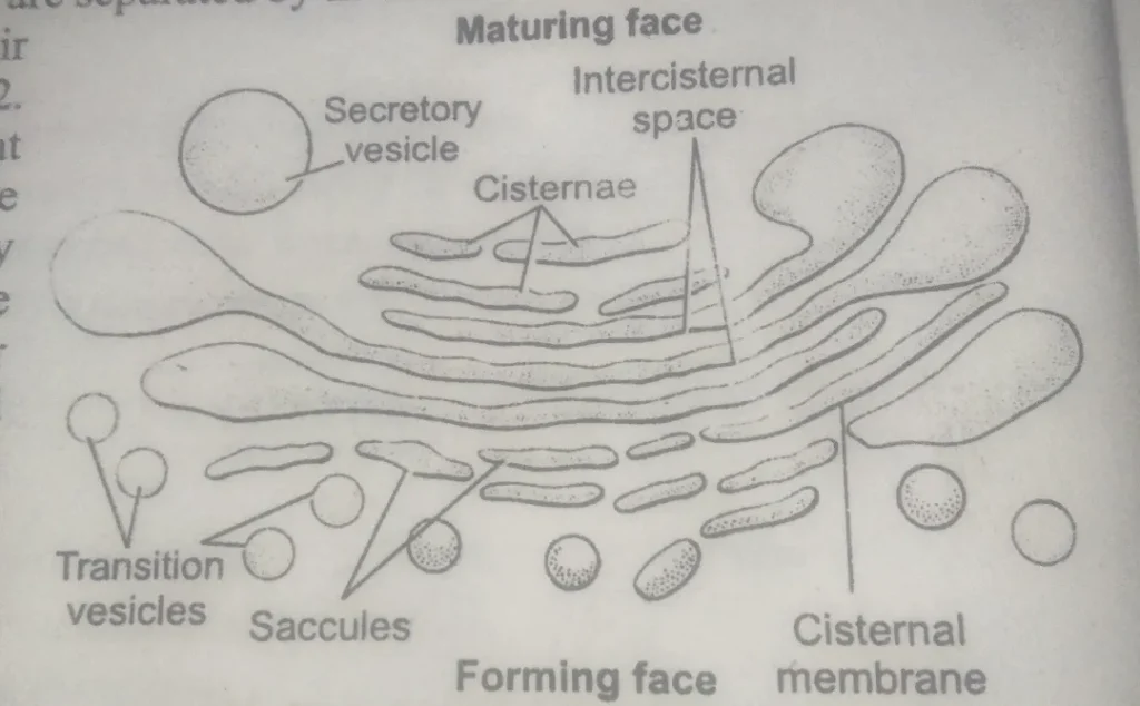 Golgi complex