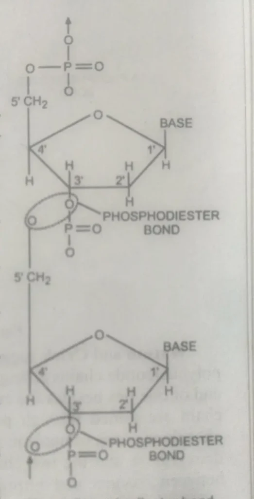 Phosphodiester bond between two nucleotides, what is DNA