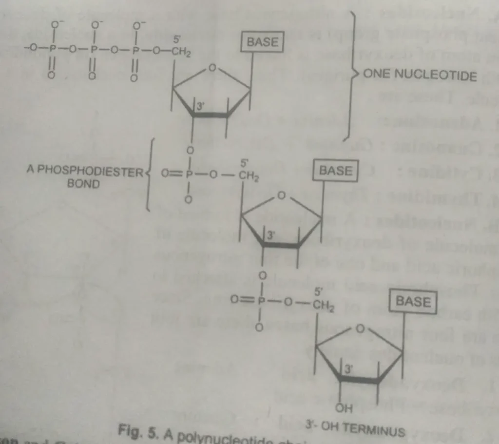 A Polinucleotide chain, what is DNA