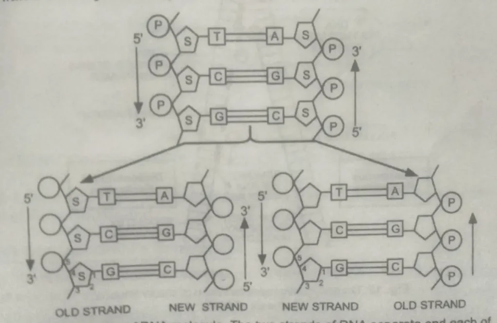 Replication of DNA molecules, what is DNA