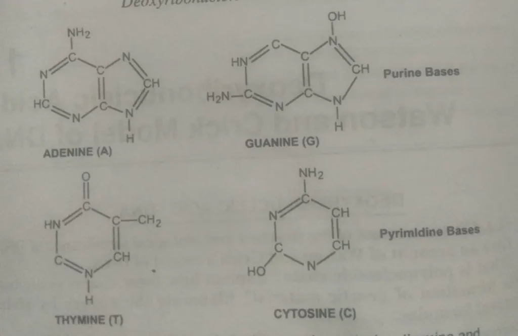 Structural formulae of Adenine Guanine Cytosine Thymine, what is DNA