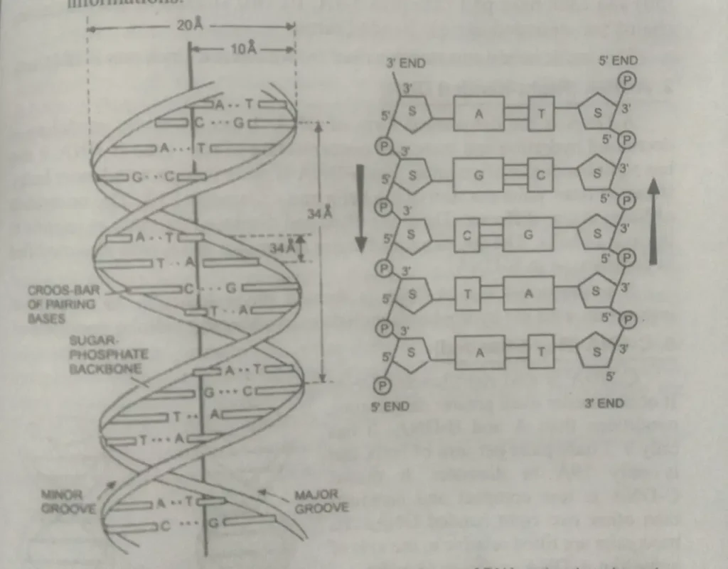 Structural of DNA molecule Watson and crick model, what is DNA, what is DNA