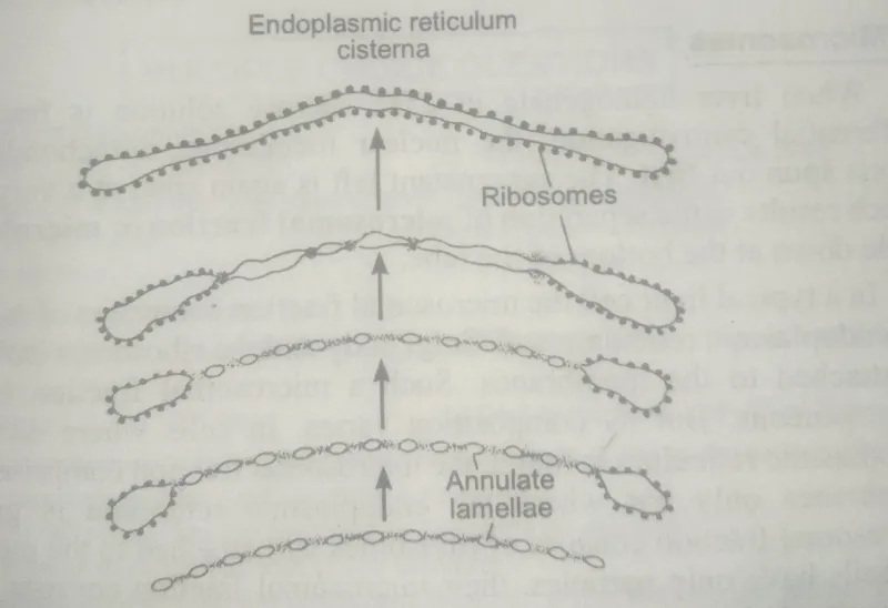annulate lamellae what is the endoplasmic reticulum
