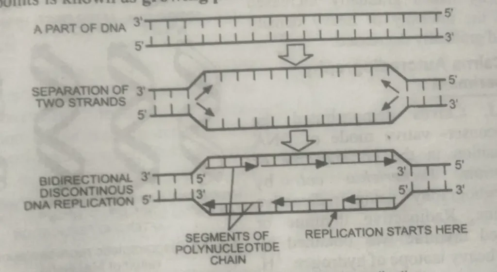 bidirectional DNA replication