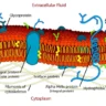 cell-membrane-or-plasma-membrane