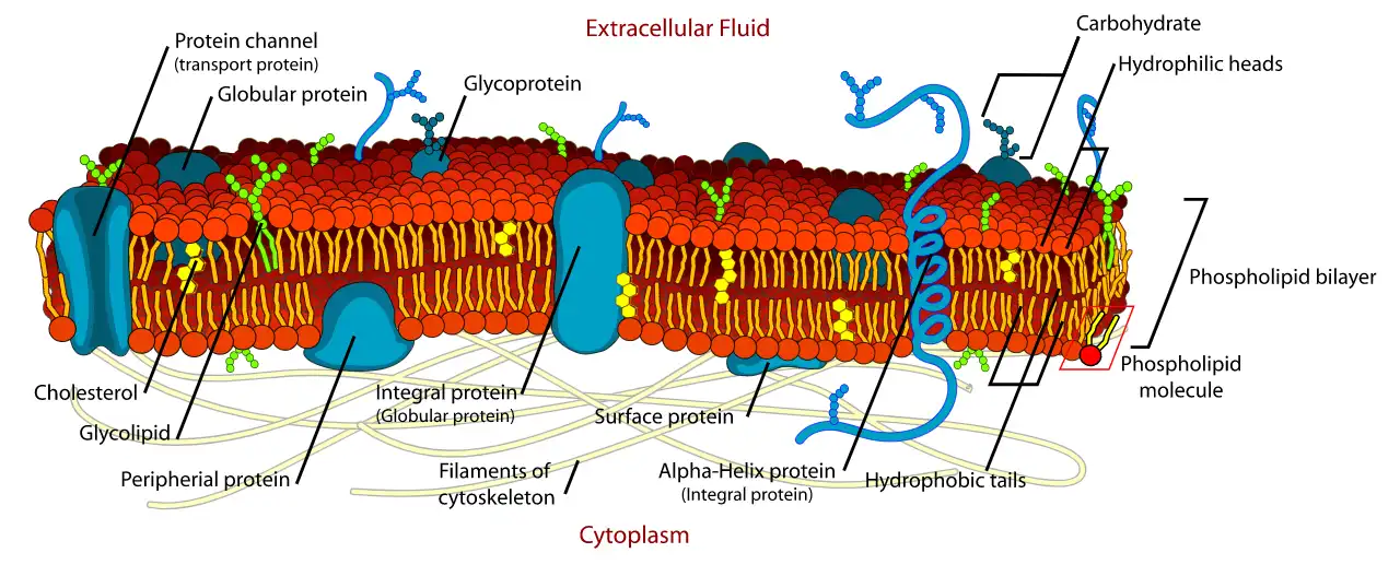 cell-membrane-or-plasma-membrane