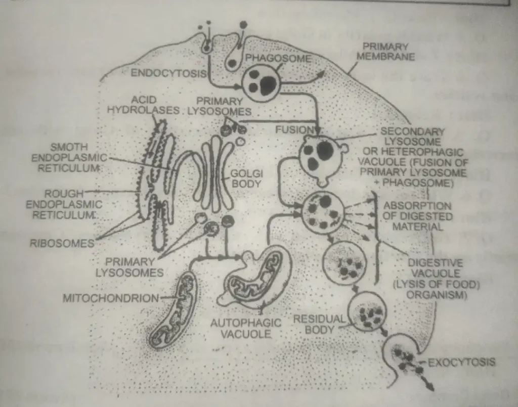 Golgi complex