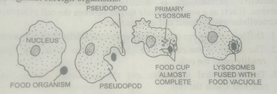 Phagocytosis